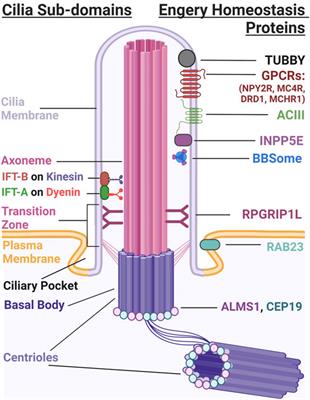 Neuronal cilia in energy homeostasis